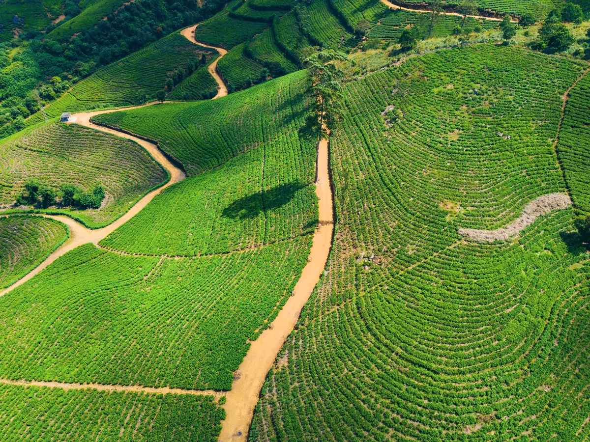 Tea fields on a hillside seen from above